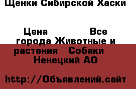 Щенки Сибирской Хаски › Цена ­ 20 000 - Все города Животные и растения » Собаки   . Ненецкий АО